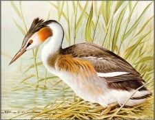 pa BasilEde 23 GreaterCrestedGrebe. , 