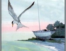 D50-AWE147-BR-Least Tern 2. Bansemer, ������