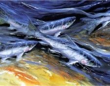 MarkBoyle ShimmeringSteelhead ec. ����, ����