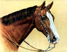 illustrated horse csg013 donald schwartz. �����, �������