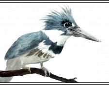 D50-AWE076-RB-Kingfisher 1. Bansemer, 