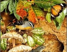 pa TonyOliver BirdsBuildNests 01b. , 