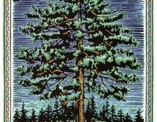 RibeckFred-TodayATreeTomorrowAForest-sj. Ribeck, ����