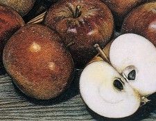 IS7 014 Kirk Caldwell 02 (Appled Wood). ��������, ����