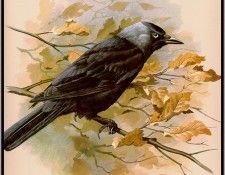 EdeBasil-TheJackdaw-sj. ���, �������