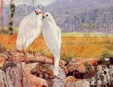 Oz AGls067 Tony Oliver Grey Goshawks. , 