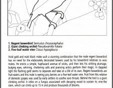 pa EgoGuiotto AG2004 02 RegentBowerbird Key. Guiotto, 
