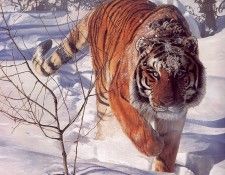 lrs Isaac Terry Tyger Tyger. , 