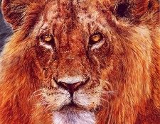 lrs Raffeal Joseph Lion. , 