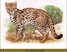 PO pfrd 091 Chat l�opard de Chine. Dallet, ������