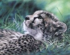 kb Harrison Watching Clouds. ��������, �����