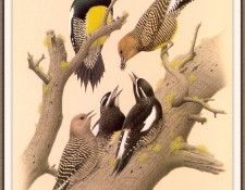 Sj WbZ 08 Williamsons Sapsucker. , 