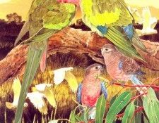 Oz AGls037 Tony Oliver 92 Alexanders Parrot. , 