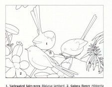 Oz AGls024 Ego Guiotto Varigated Fairy-Wren Painting Key. Guiotto, ���