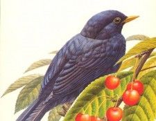 abs 01 blackbird. �����, �����