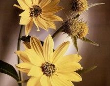 Tim Richter - Maximillian Sunflower, De. , 
