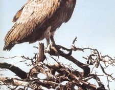 Parker, Ron - White-backed Vulture (end. , 