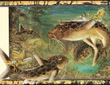 lrsBaseGraeme Waterhole06Catfish. , 