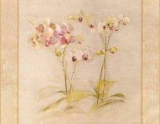 42546. ����, Cheri