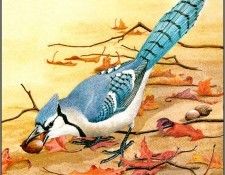 pa NormanArlott 28 BlueJay. Arlott, 