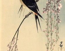 pic09298. �����