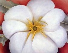 img961. OKeeeffe, ������