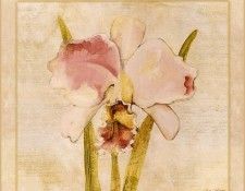 42556. ����, Cheri