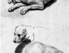 Eeckhout van den Gerbrand Study of a dog Sun. Eeckhout,   Gerbrand