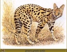 PO pfrd 083 Serval  grandes taches. Dallet, 