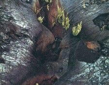 art 709. ������, �����