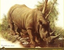 PO ppa 48 Rhinoceros blanc. Brenders, 