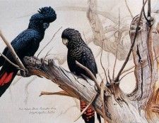 Simon Barlow - Red-tailed Black Cockatoos (02), 2002, De. , 