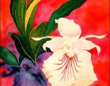 bs-flo- Sara Steele- Chondrorhyncha Amazonica. , 