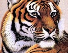 kb Gustavson Greg-Bengal Tiger. , Greg
