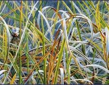 bs-na- Wes Siegrist- Baby Grackle. Siegrist, ���