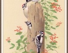 Sj WbZ 04 Downy Woodpecker. Циммерман, Альберт
