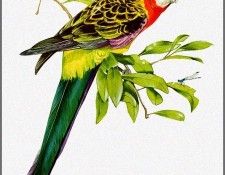 pa TonyOliver AustralianBirds 03 EasternRosella. , 