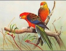pa EricShepherd AP2004 03 WesternRosellas. , 