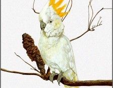 pa TonyOliver AustralianBirds 04 Sulphur CrestedCockatoo. ������, ����