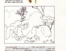 Oz AGls064 Tony Oliver Great Bower Bird Key. ������, ����