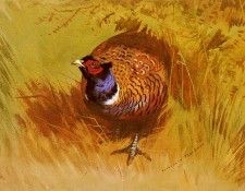 Thorburn Archibald A Cock Pheasant. , 
