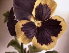 Tim Richter - Pansy, De. , 