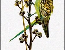 pa TonyOliver AustralianBirds 02 Budgerigar. , 