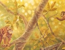 s4-vanishingspecies020-capuchinmonkey&whitefacedsapajou. , L