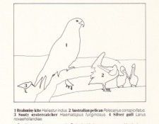 Oz AGls050 Tony Oliver Brahminy Kite Key. , 