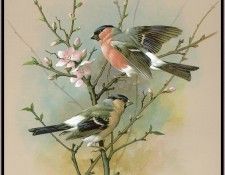 EdeBasil-TheBullfinch-sj. , 