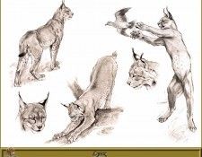 PO pfrd 121 Lynx. Dallet, ������