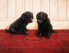 Ipl 0031 Puppies and Puddle JohnSilver sqs. ,    
