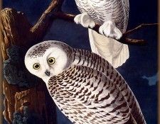 ma Audubon Snowy Owl. Audubon,  