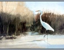 D50-AWE155-BR-Habitat Marshlands. Bansemer, 